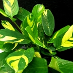 Ctenanthe lubbertsiana
