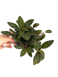 Ludisia discolor var. nigrescens - M