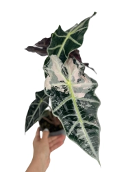 Alocasia Amazonica variegata