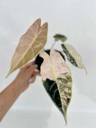Alocasia Longiloba variegata