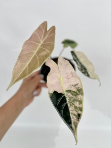 Alocasia Longiloba variegata