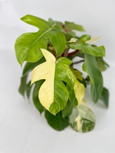 Philodendron Squamiferum variegata