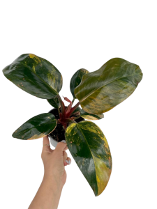 Philodendron Rojo Congo variegata nr 1