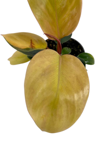 Philodendron Rojo Congo variegata nr 2