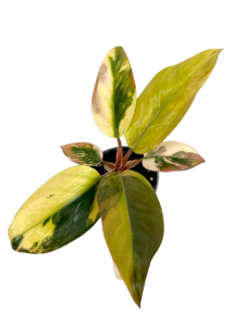 Philodendron Rojo Congo variegata nr 3