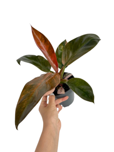 Philodendron Rojo Congo variegata nr 5