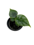 Alocasia Reversa - S