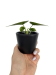 Alocasia Reversa - S