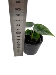 Alocasia Reversa - S