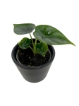 Alocasia Reversa - S