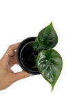 Alocasia Reversa - S