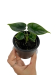 Alocasia Reversa - S