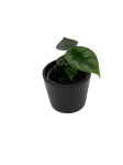 Alocasia Reversa - S