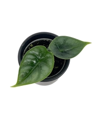 Alocasia Reversa - maluch