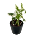 Epipremnum N'joy / Njoy - S
