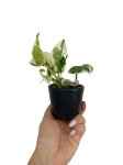 Epipremnum N'joy / Njoy - S