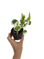 Epipremnum N'joy / Njoy - S