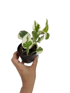 Epipremnum N'joy / Njoy - S