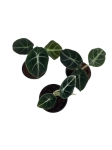 Alocasia black velvet - S