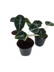 Alocasia black velvet - S