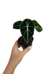 Alocasia black velvet - S
