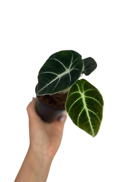 Alocasia black velvet - S