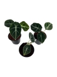 Alocasia black velvet - S