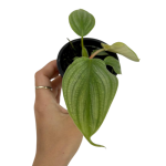 Philodendron pastazanum silver - s