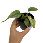 Philodendron pastazanum silver - s