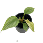 Philodendron pastazanum silver - s