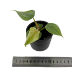 Philodendron pastazanum silver - s