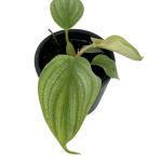 Philodendron pastazanum silver - s