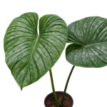 Philodendron pastazanum silver - dorosła roślina