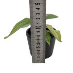 Philodendron pastazanum silver - s