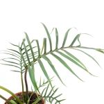 Philodendron tortum XL