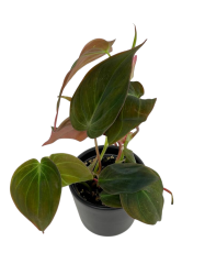  Philodendron hederaceum (micans) - S