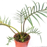 Philodendron tortum XL