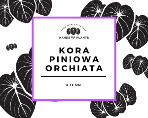 Kora piniowa ORCHIATA (1)