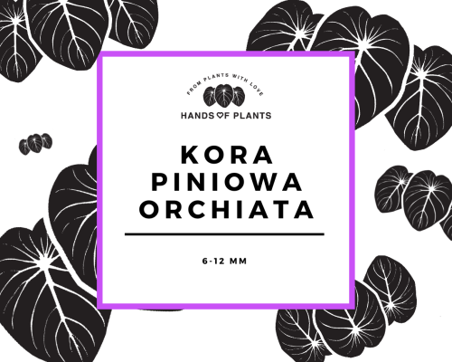 Kora piniowa ORCHIATA (1)