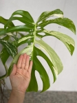Monstera variegata XXL nr 1