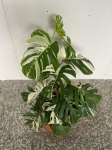 Monstera variegata XXL nr 1