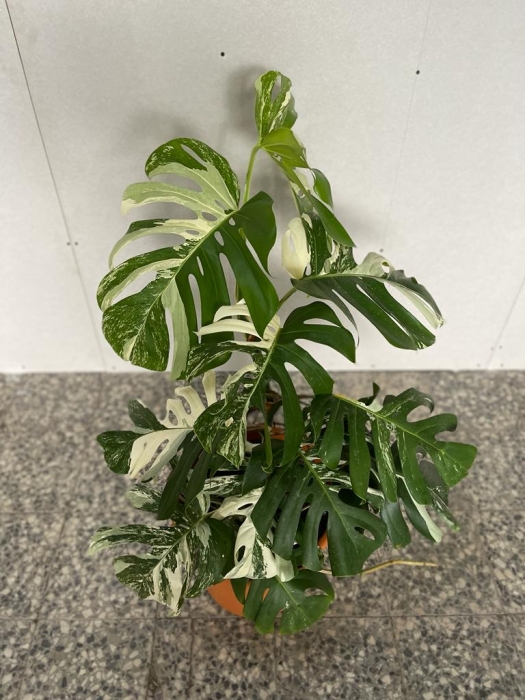 Monstera variegata XXL nr 1