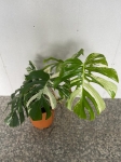 Monstera variegata XXL nr 1