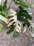 Monstera variegata XXL nr 1