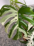 Monstera variegata XXL nr 1