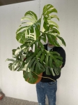 Monstera variegata XXL nr 1
