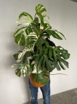 Monstera variegata XXL nr 1