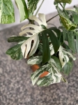 Monstera variegata XXL nr 1
