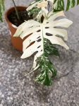 Monstera variegata XXL nr 4
