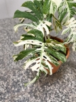 Monstera variegata XXL nr 4